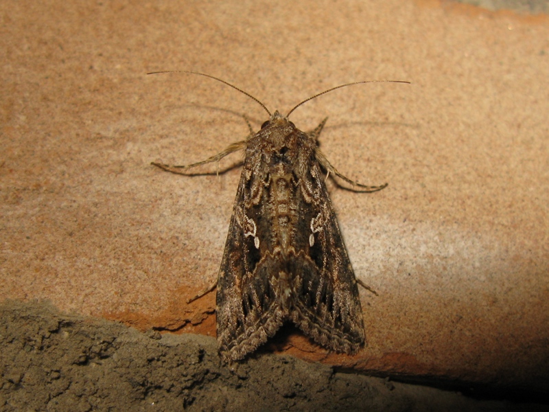 Autographa gamma da confermare? - No, Trichoplusia ni